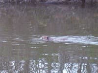 Beaver