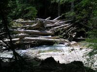 Log jam