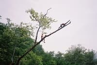 tree jump