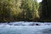 Barnyard Rapid