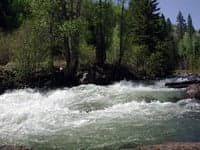 rapid - Conejos