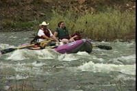 Shoofly/Russo Rapid
