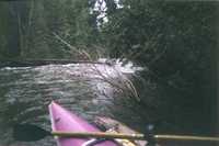 Tree Hazard - View from upstream