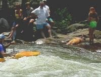Wildlife, Ocoee Style