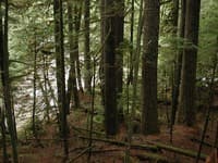 Confluence at Proposed powerhouse site
