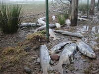 Salmon in the Field