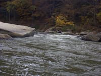 Typical rapid