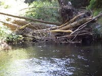 Log Jam