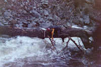 Wood at Turnback