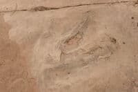 Allosaurus Footprint