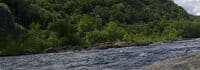 Potomac Needles Mad Dog Rapid