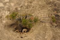 A Small Tree