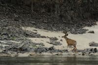 Deer Near Skookumchuck