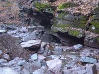 Under Cuts Below Jersey Devil