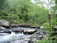 Strainer on Gooney Run Virginia