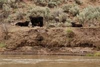 Cattle on the River