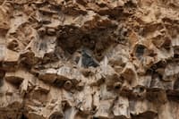 Cliff Swallow Nests