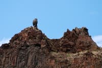 Hoot Owl Rock