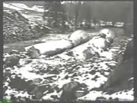 Carp (Mqt) Flood Damage 2