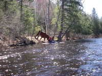 Moose Attack