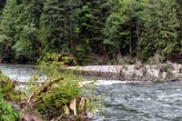 Log on Lower Cispus