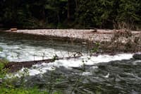 Log on Lower Cispus