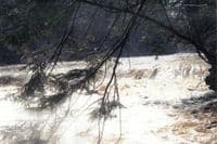 Aurora Branch