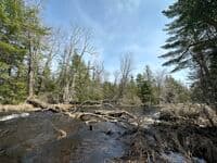 Wood and beaver dams blocking at mile 4.5.