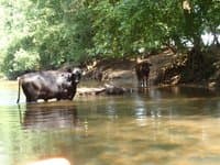 Cows!