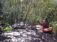 The Thicket