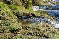 Big Springs