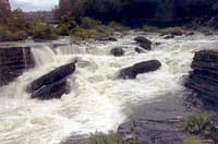 (RM) Sieve Rapid