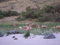 Sheep on the Snake