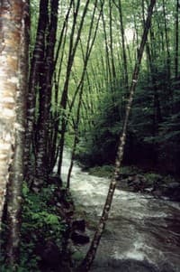 Narrow and Shallow on White's Run