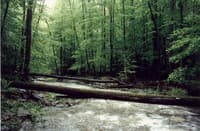 Limbo Alley, White's Run