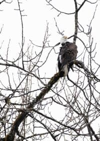 Eagle!