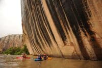 Tiger Wall
