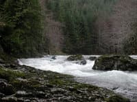 Chehalis Rapid