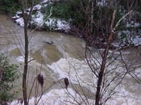 Deer in Anglins Creek