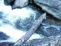 Log Blocking Middle drop of Bricklayer