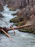 First Log duck mentioned above