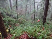 Hike in from Rd 270