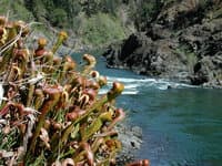 Pitcher Plants