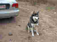The Dog