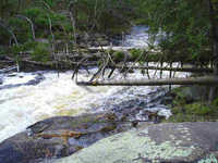 trees in the last drop