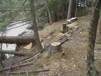 trees in last drop