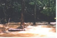 Early Rapids
