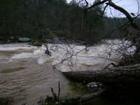 Tree above the falls.