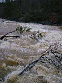 Tree above the falls.