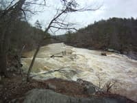 Tree above the falls.